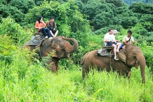 清迈旅游、发展与文化的最新交融动态揭秘