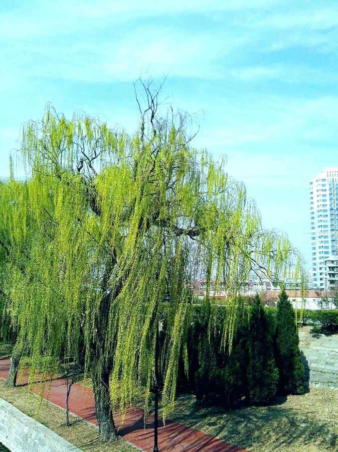 逝世柳最新步骤指南及注意事项