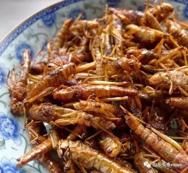 揭秘蝗虫最新动态，如何观看与学习关于蝗虫最新视频资讯