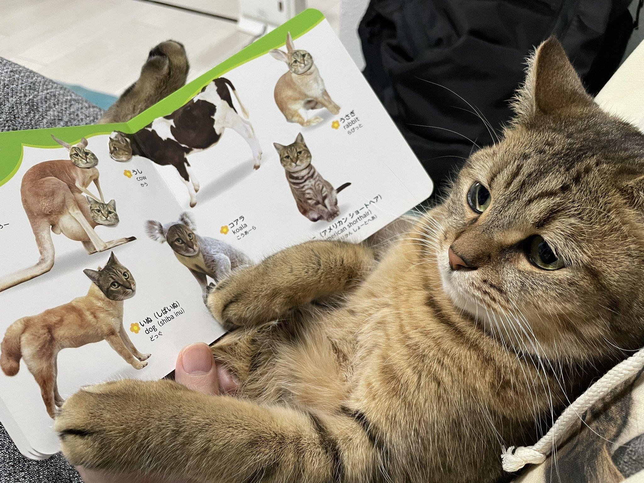 最新整猫攻略，一站式步骤指南