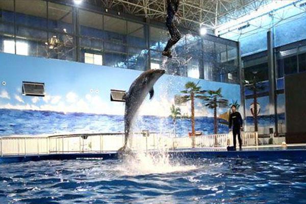 鲨鱼馆最新探索，深海之旅唤醒内心平静